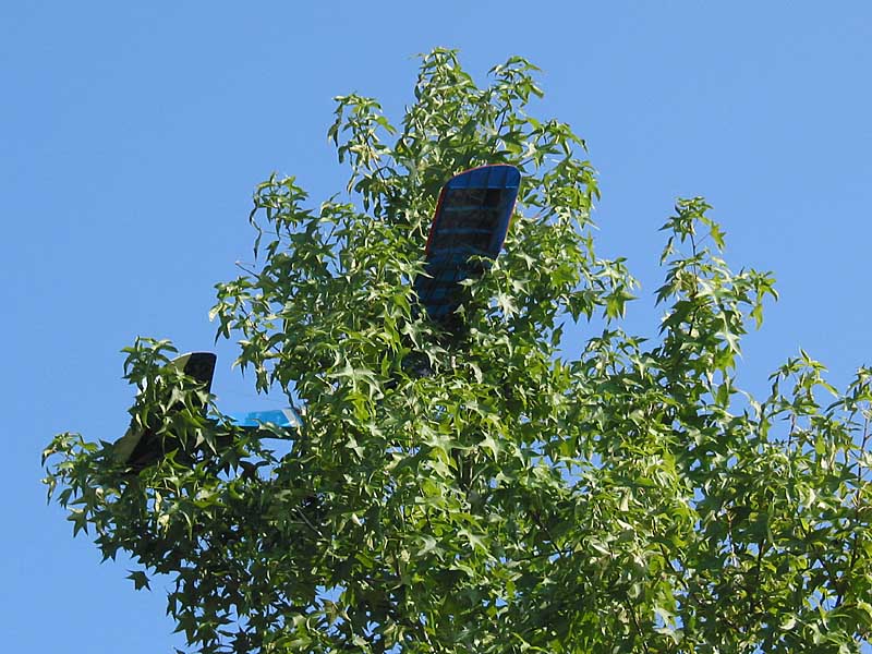 Bird in a Tree