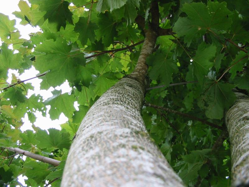 Going up a tree<br><sub> Radiant Saint