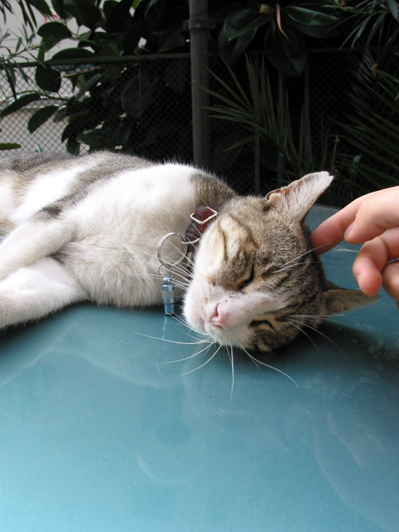 Hmmm...that feels just purrrrrrrr-fect!