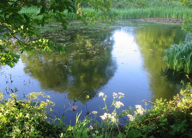 Evening Pond