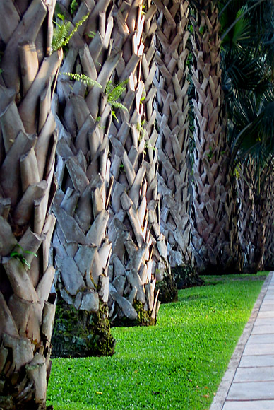 Palm Trees  *