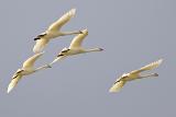 Swans in Flight
