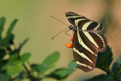 Zebra Longwing