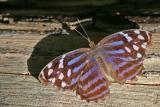 Mexican Bluewing