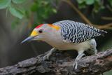 Golden-fronted Woodpecker