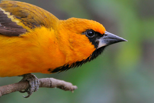 Altamira Oriole