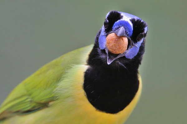 Green Jay