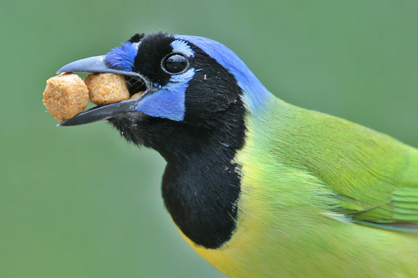 Green Jay