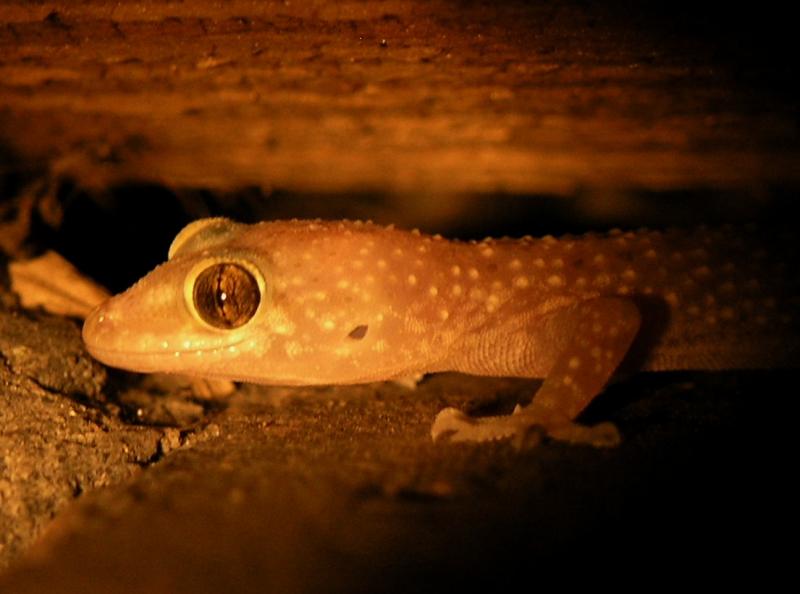 gecko.JPG