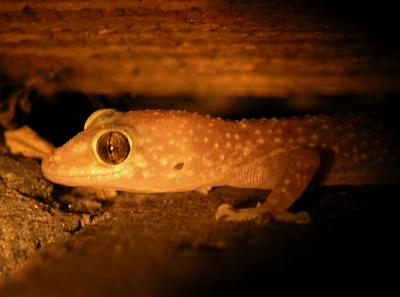 gecko.JPG