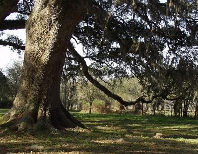 u10/danielle/medium/6691838.new_orleans_38.jpg