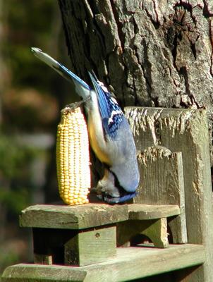 BLUE JAY HEAD STAND