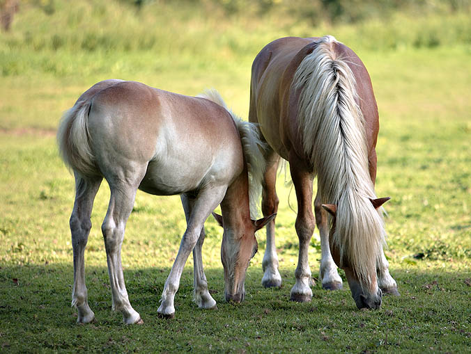 Mother and Young