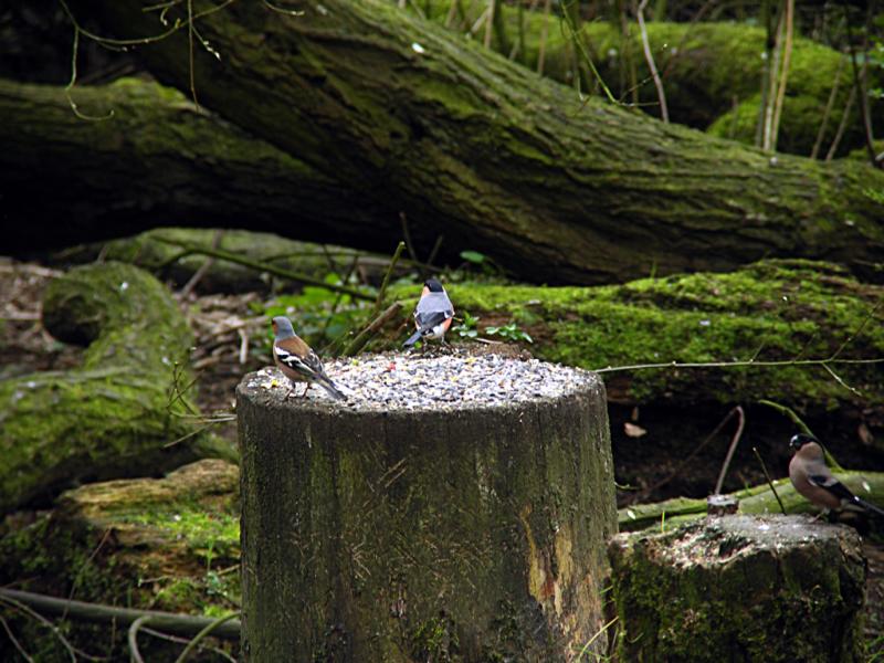 Chaffinch  Bullfinch.JPG