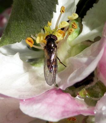 Hoverfly.JPG