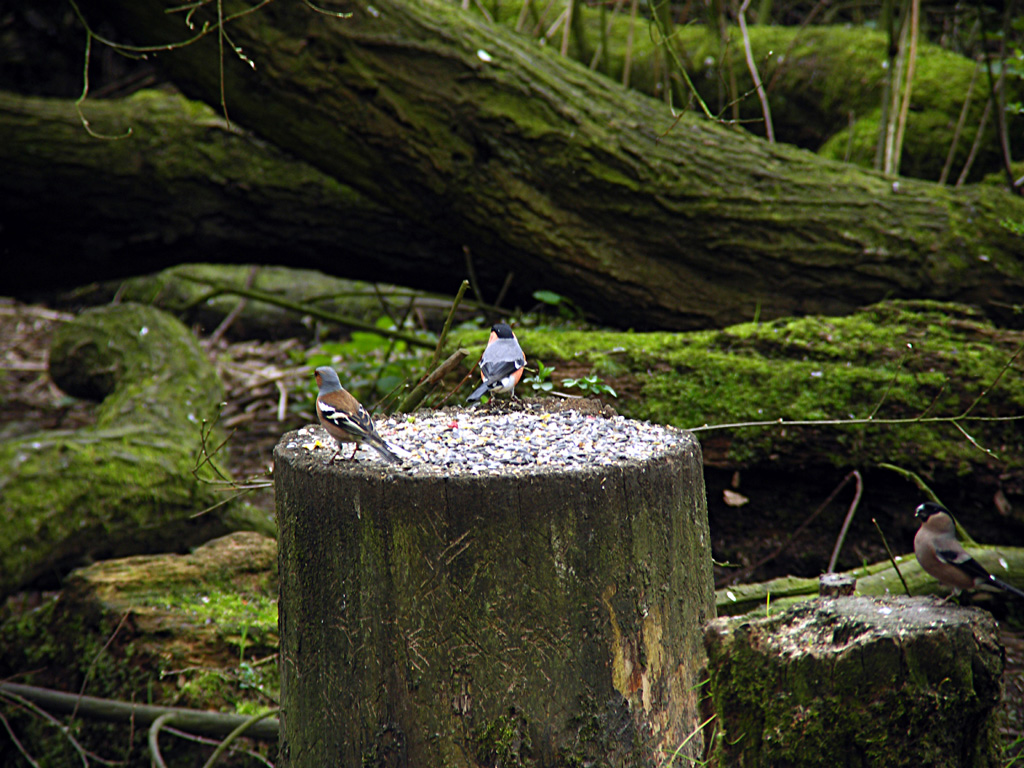 Chaffinch  Bullfinch.JPG