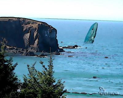 Whale Watching