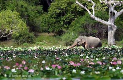 Elephant-and-lillies.jpg