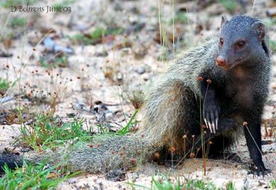 Mongoose have claws.jpg