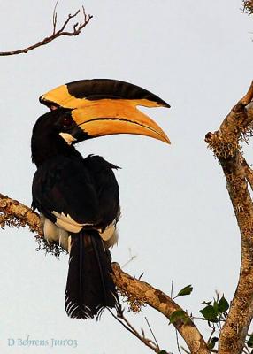 Malibar-Pied-Hornbill_.jpg