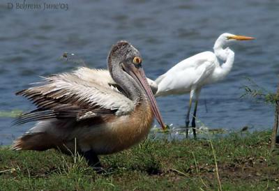 Great-White-Pelican-[Juv]-and-Egret.jpg