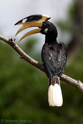 Malibar-Pied-Hornbill.jpg