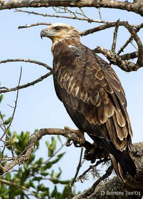Booted-Eagle.jpg