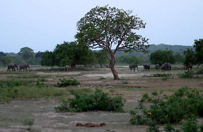 10-Elephants.jpg
