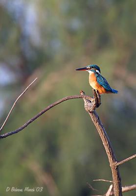Common-Kingfisher.jpg