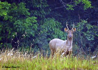 Sambar-Buck.jpg