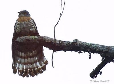 Large-Hawk-Cuckoo.jpg