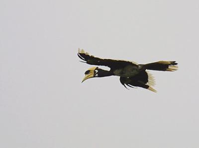 Oriental Pied Hornbill in flight.jpg