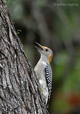 Golden-Fronted-Woodpecker.jpg