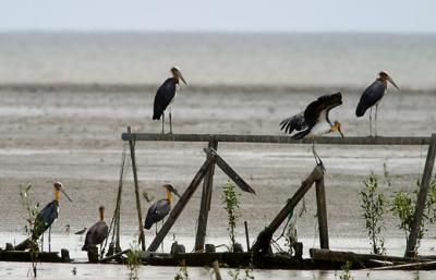 Lesser-Adjutant-Storks-gather.jpg