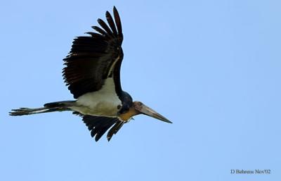 u10/dbehrens/medium/21981123.LesserAdjutantStorkflying.jpg