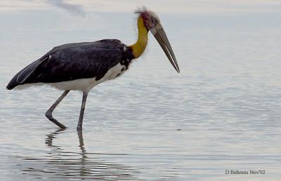 Lesser-Adjutant-Stork.jpg