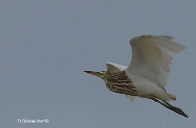 Chinese-Pond-Heron.jpg