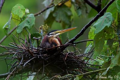 Purple-Heron-Wet-Mum.jpg