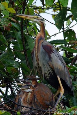 u10/dbehrens/medium/21982437.Purple_Heron_2chicks.jpg