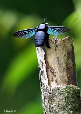 Carpenter Bee.jpg