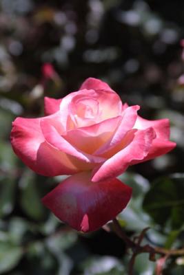 Rose-3.jpg