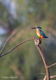 Common-Kingfisher.jpg