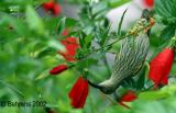 Streaked-Spiderhunter-on-flower.jpg