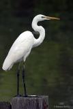 Great-Egret2.jpg