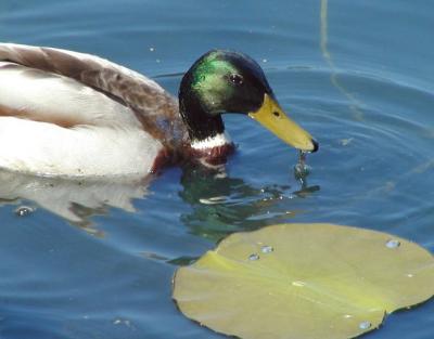 duck and lilly pad 1.jpg
