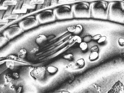 watermelon seeds 1.jpg