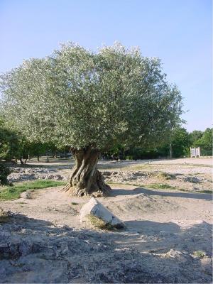 A 1,000-year-old olive tree
