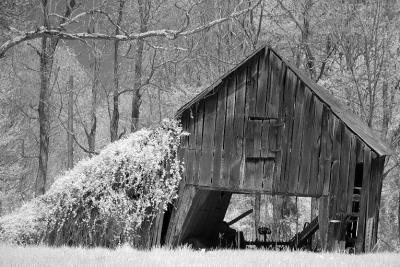 leaning barn vine