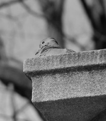 dove in cemetery