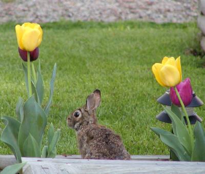 wild bunny